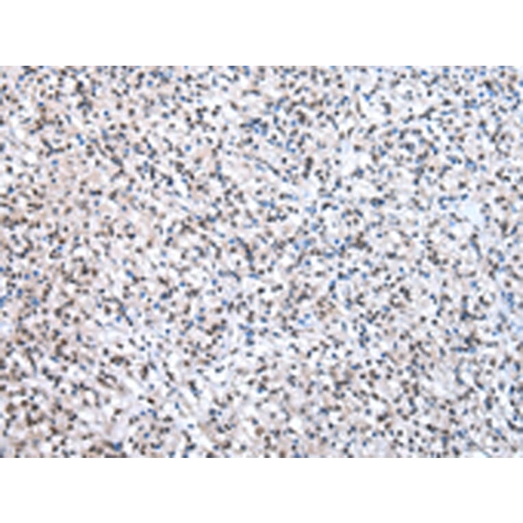 Immunohistochemistry - U2AF2 Antibody from Signalway Antibody (43012) - Antibodies.com