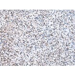 Immunohistochemistry - U2AF2 Antibody from Signalway Antibody (43012) - Antibodies.com