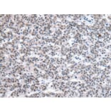 Immunohistochemistry - U2AF2 Antibody from Signalway Antibody (43012) - Antibodies.com