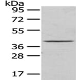 TOR1A Antibody from Signalway Antibody (43017) - Antibodies.com