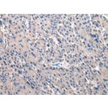 Immunohistochemistry - TOR1A Antibody from Signalway Antibody (43017) - Antibodies.com