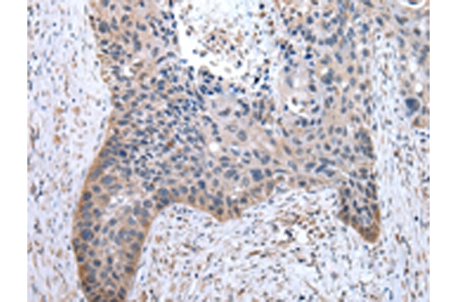 Immunohistochemistry - TOR1A Antibody from Signalway Antibody (43017) - Antibodies.com