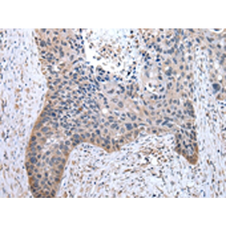 Immunohistochemistry - TOR1A Antibody from Signalway Antibody (43017) - Antibodies.com