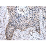 Immunohistochemistry - TOR1A Antibody from Signalway Antibody (43017) - Antibodies.com