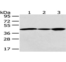 GNAO1 Antibody from Signalway Antibody (43020) - Antibodies.com