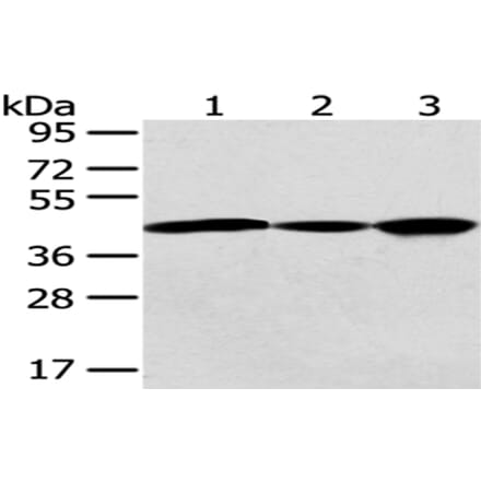 GNAO1 Antibody from Signalway Antibody (43020) - Antibodies.com
