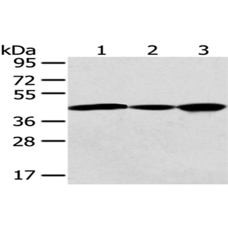 GNAO1 Antibody from Signalway Antibody (43020) - Antibodies.com