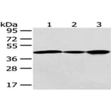 GNAO1 Antibody from Signalway Antibody (43020) - Antibodies.com