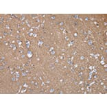 Immunohistochemistry - GNAO1 Antibody from Signalway Antibody (43020) - Antibodies.com