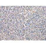 Immunohistochemistry - PDZK1 Antibody from Signalway Antibody (43025) - Antibodies.com
