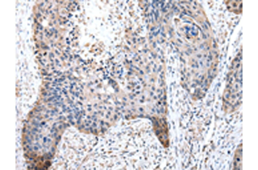 Immunohistochemistry - PDZK1 Antibody from Signalway Antibody (43025) - Antibodies.com