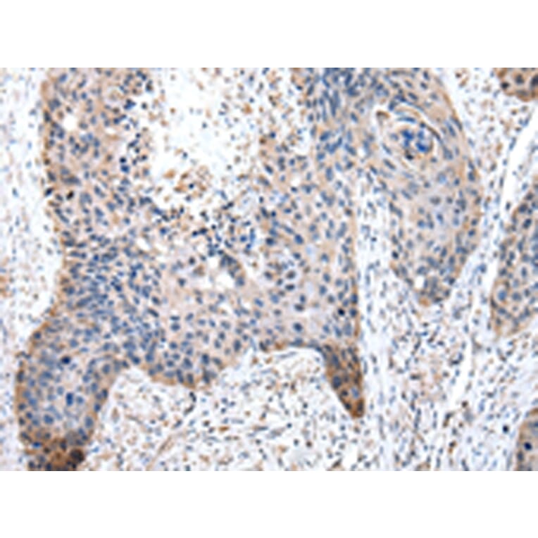 Immunohistochemistry - PDZK1 Antibody from Signalway Antibody (43025) - Antibodies.com