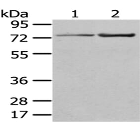 MASP1 Antibody from Signalway Antibody (43034) - Antibodies.com