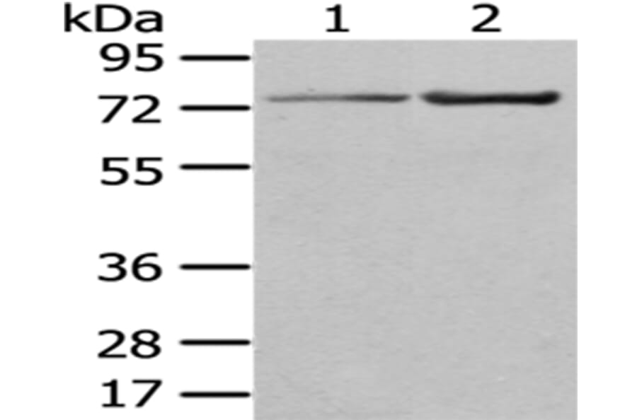 MASP1 Antibody from Signalway Antibody (43034) - Antibodies.com