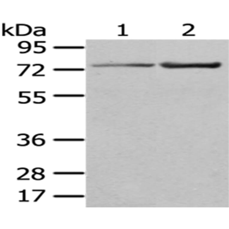 MASP1 Antibody from Signalway Antibody (43034) - Antibodies.com