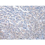 Immunohistochemistry - MASP1 Antibody from Signalway Antibody (43034) - Antibodies.com