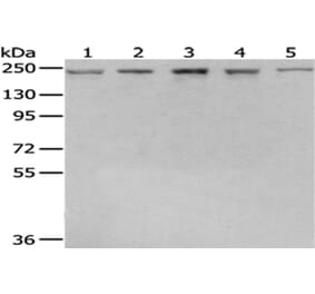 BTAF1 Antibody from Signalway Antibody (43040) - Antibodies.com