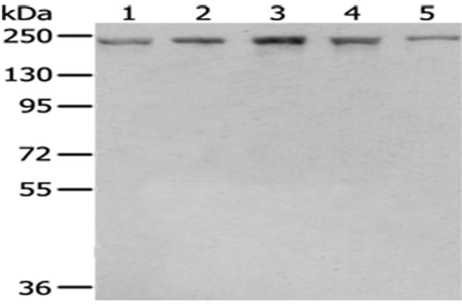 BTAF1 Antibody from Signalway Antibody (43040) - Antibodies.com