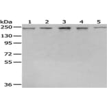 BTAF1 Antibody from Signalway Antibody (43040) - Antibodies.com