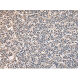 Immunohistochemistry - BTAF1 Antibody from Signalway Antibody (43040) - Antibodies.com