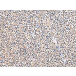 Immunohistochemistry - BTAF1 Antibody from Signalway Antibody (43040) - Antibodies.com