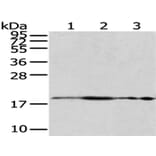 RPS10 Antibody from Signalway Antibody (43045) - Antibodies.com