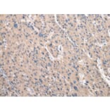 Immunohistochemistry - RPS10 Antibody from Signalway Antibody (43045) - Antibodies.com