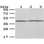 OXA1L Antibody from Signalway Antibody (43051) - Antibodies.com