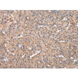 Immunohistochemistry - OXA1L Antibody from Signalway Antibody (43051) - Antibodies.com