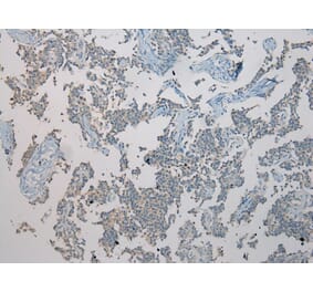 Immunohistochemistry - TXNL1 Antibody from Signalway Antibody (43055) - Antibodies.com