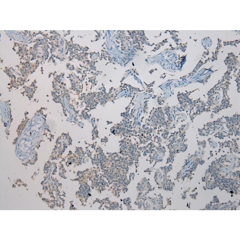 Immunohistochemistry - TXNL1 Antibody from Signalway Antibody (43055) - Antibodies.com