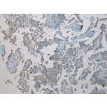 Immunohistochemistry - TXNL1 Antibody from Signalway Antibody (43055) - Antibodies.com