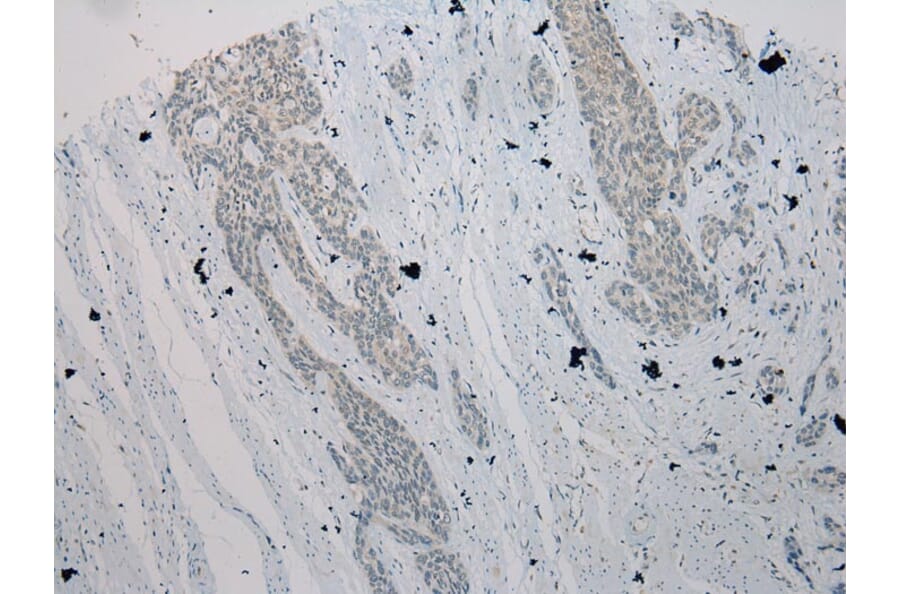 Immunohistochemistry - TXNL1 Antibody from Signalway Antibody (43055) - Antibodies.com