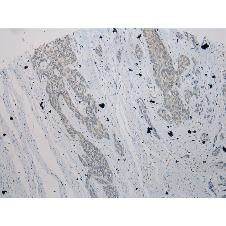 Immunohistochemistry - TXNL1 Antibody from Signalway Antibody (43055) - Antibodies.com