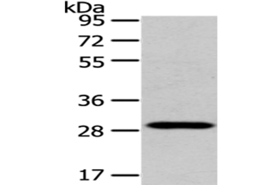 TXNL1 Antibody from Signalway Antibody (43055) - Antibodies.com