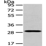 TXNL1 Antibody from Signalway Antibody (43055) - Antibodies.com