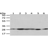 IMPA1 Antibody from Signalway Antibody (43056) - Antibodies.com