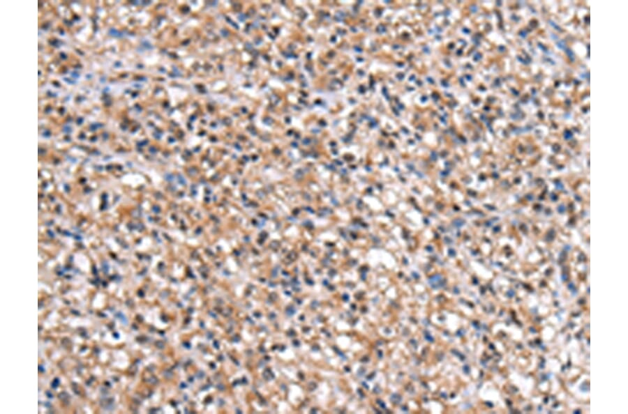 Immunohistochemistry - IMPA1 Antibody from Signalway Antibody (43056) - Antibodies.com
