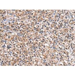 Immunohistochemistry - IMPA1 Antibody from Signalway Antibody (43056) - Antibodies.com