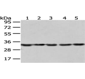 SNRPA Antibody from Signalway Antibody (43057) - Antibodies.com