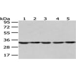 SNRPA Antibody from Signalway Antibody (43057) - Antibodies.com