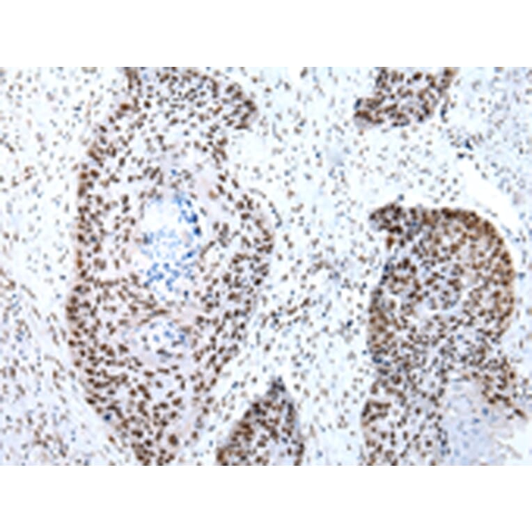 Immunohistochemistry - SNRPA Antibody from Signalway Antibody (43057) - Antibodies.com