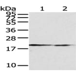 POLE3 Antibody from Signalway Antibody (43062) - Antibodies.com