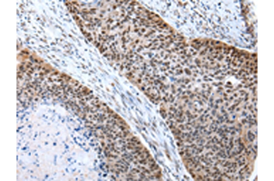 Immunohistochemistry - POLE3 Antibody from Signalway Antibody (43062) - Antibodies.com