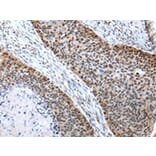 Immunohistochemistry - POLE3 Antibody from Signalway Antibody (43062) - Antibodies.com