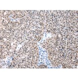 Immunohistochemistry - POLE3 Antibody from Signalway Antibody (43062) - Antibodies.com