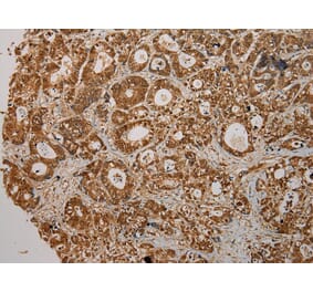 Immunohistochemistry - CMPK1 Antibody from Signalway Antibody (43070) - Antibodies.com