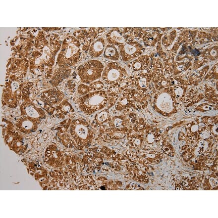 Immunohistochemistry - CMPK1 Antibody from Signalway Antibody (43070) - Antibodies.com