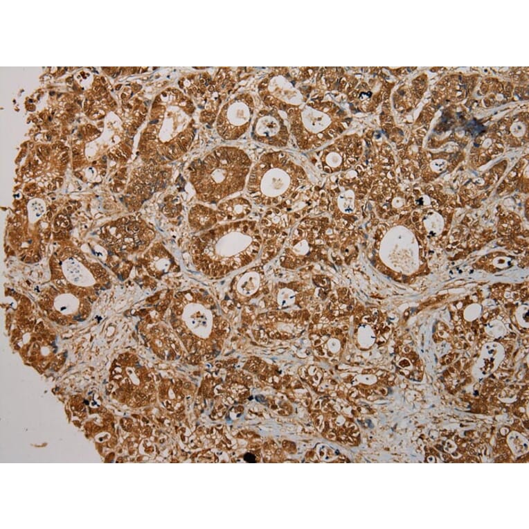 Immunohistochemistry - CMPK1 Antibody from Signalway Antibody (43070) - Antibodies.com
