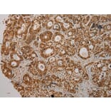 Immunohistochemistry - CMPK1 Antibody from Signalway Antibody (43070) - Antibodies.com